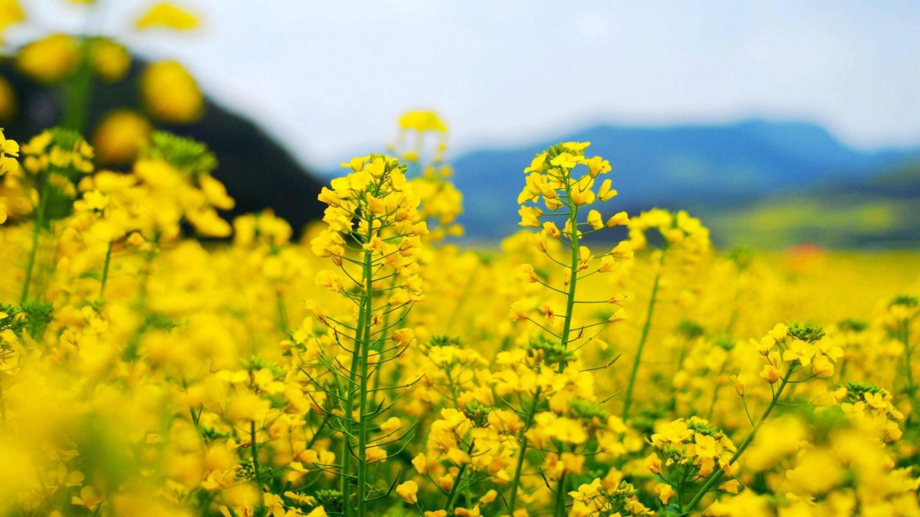 4月有什么花开放，最有代表性的四月花