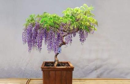 紫藤一般几年开花一次，描述紫藤花扦插方法和时间