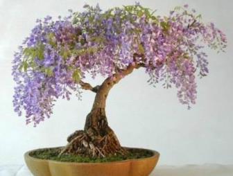 紫藤一般几年开花一次，描述紫藤花扦插方法和时间