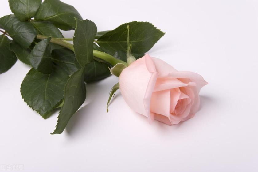 粉玫瑰花花语和寓意是什么，描述粉玫瑰花代表的意义