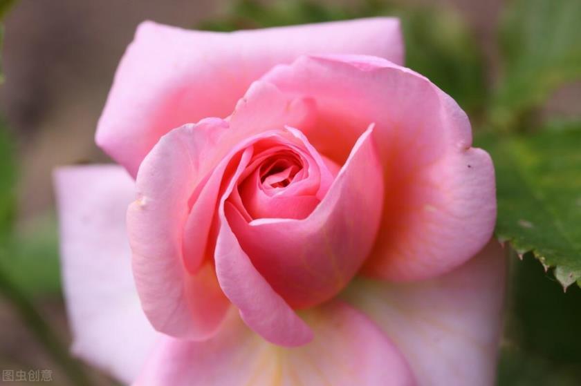 粉玫瑰花花语和寓意是什么，描述粉玫瑰花代表的意义