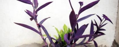 紫竹兰的养殖方法是什么，了解紫竹兰的养护要点