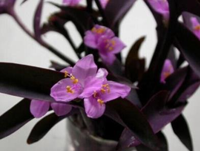紫竹兰的养殖方法是什么，了解紫竹兰的养护要点
