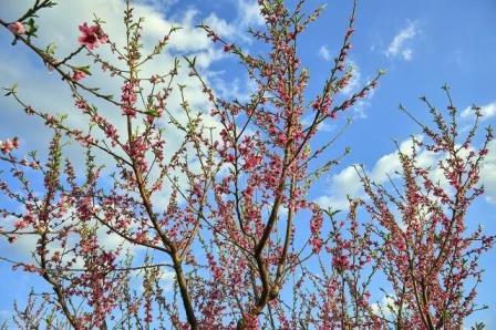 柳桃花的养殖方法是什么，养护桃花的管理要点