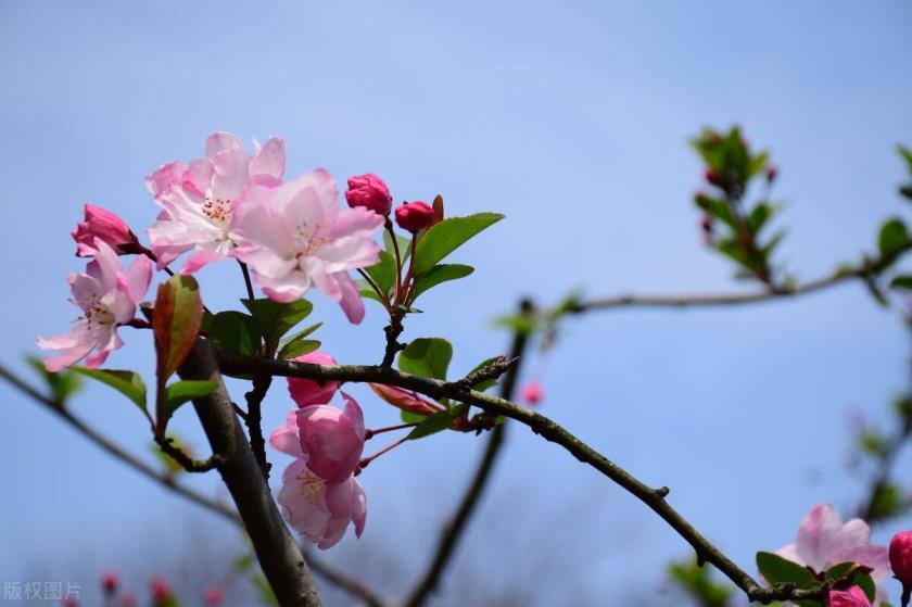 柳桃花的养殖方法是什么，养护桃花的管理要点