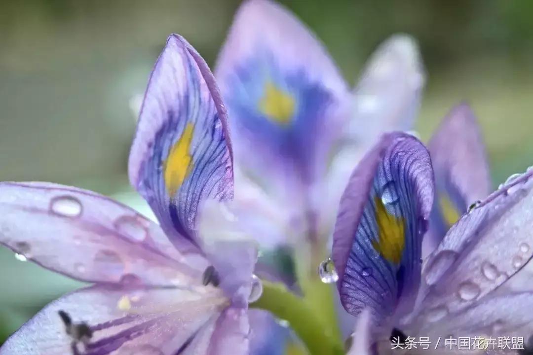 凤眼莲花期多久时间，有关凤眼莲的开花季节