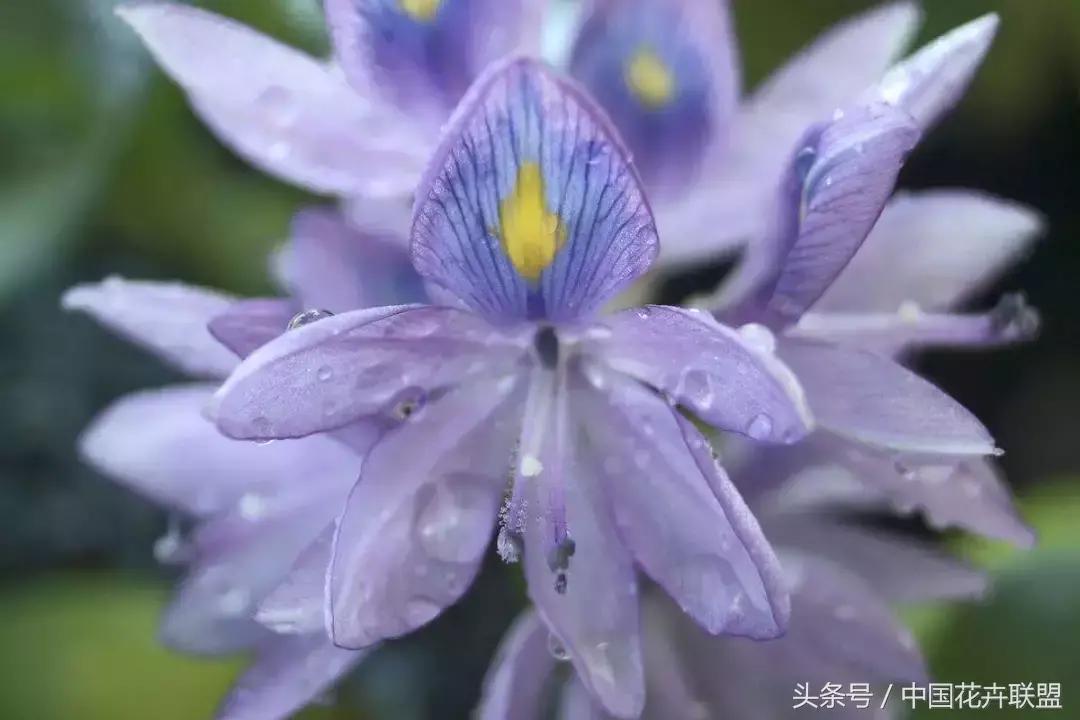 凤眼莲花期多久时间，有关凤眼莲的开花季节