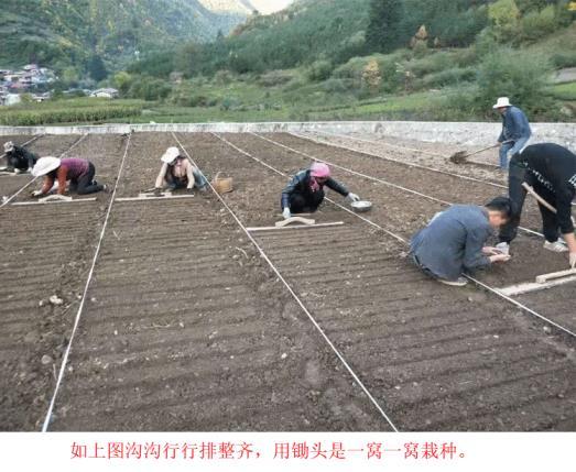 滇重楼怎么种植最好，描述滇重楼的种植方法详细