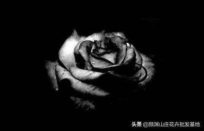 送黑玫瑰花代表什么意思，简述黑玫瑰的象征意义
