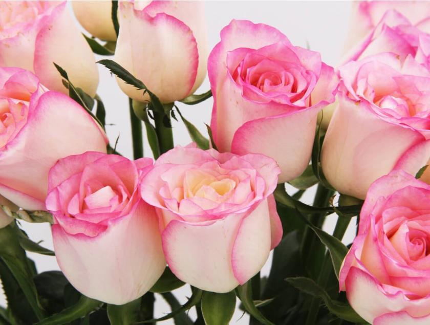 玫瑰花的种类名称及图片，常见玫瑰品种大全