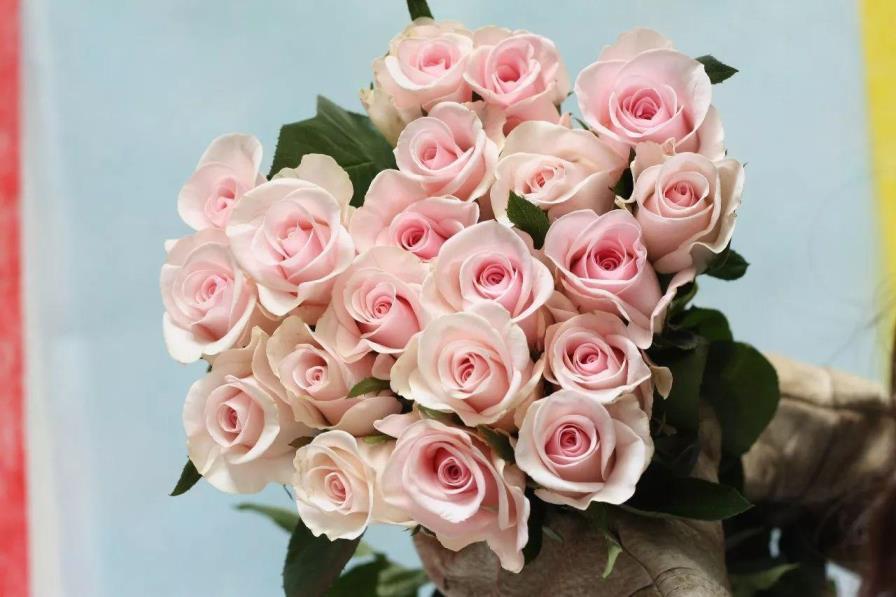 玫瑰花的种类名称及图片，常见玫瑰品种大全
