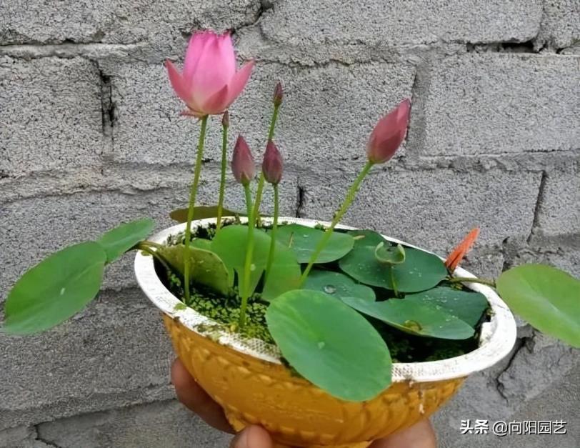 水培碗莲怎么样才能开花，有关碗莲的养护技巧