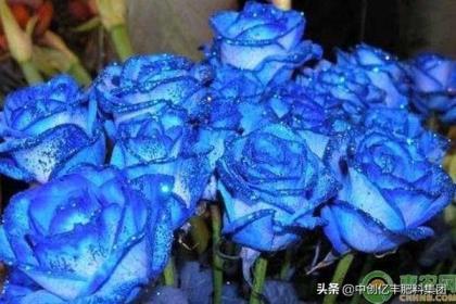 玫瑰花蓝色妖姬代表什么，浅谈蓝色妖姬的含义
