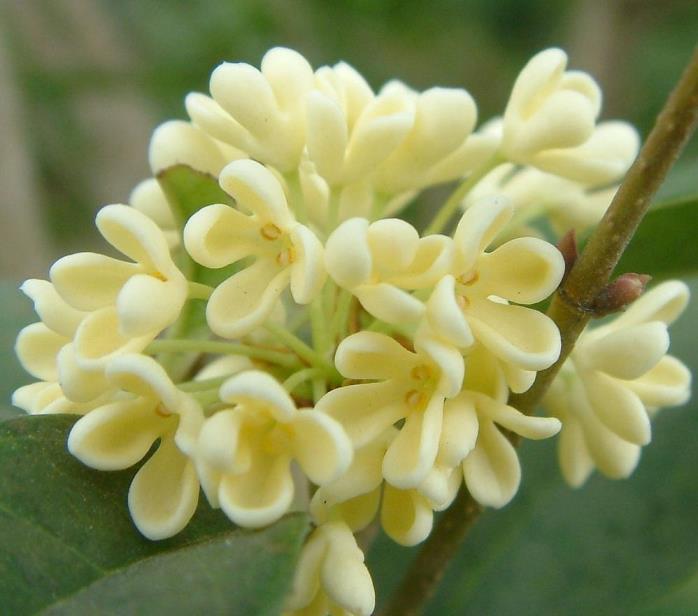 桂花树如何种植，桂花栽培和种植方法讲解