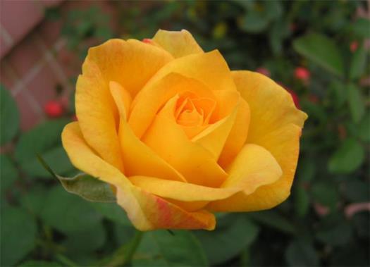 黄玫瑰代表的寓意是什么，黄玫瑰的花语和象征