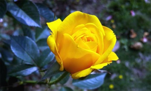 黄玫瑰代表的寓意是什么，黄玫瑰的花语和象征