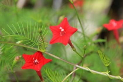 羽叶茑萝什么时候开花，羽叶茑萝花期简单介绍