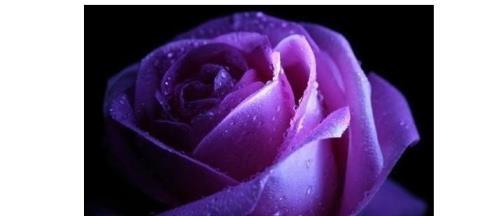 紫玫瑰花语是什么意思，紫色玫瑰花的寓意和传说