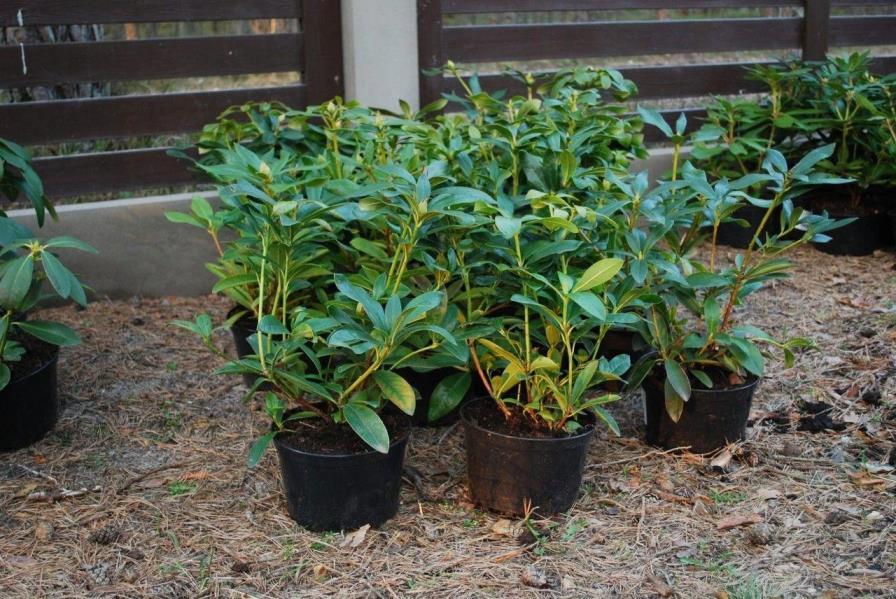 日本杜鹃怎么养护和管理，种植杜鹃的方法技巧