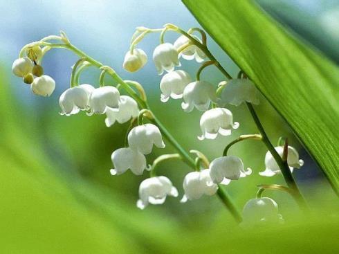 铃兰花花语是什么意思，有关铃兰花代表的寓意