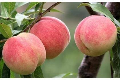 桃树管理种植方法有哪些，关于桃树栽培与管理技术要点