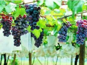 葡萄种植技术与管理，葡萄种植时间和方法