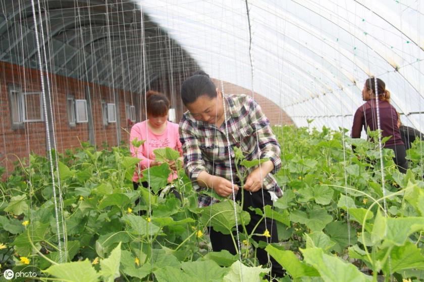 黄瓜栽种的几个技术要点是什么，了解黄瓜种植管理方法