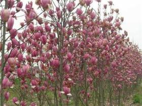 玉兰花的种植和培养，玉兰花栽培方法和管理