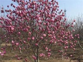 玉兰花的种植和培养，玉兰花栽培方法和管理