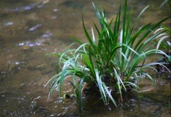 水菖蒲可以养在室内吗，盆栽菖蒲的养殖方法