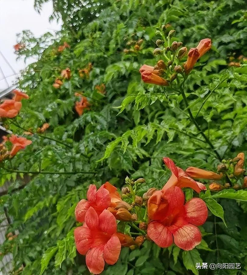 生长快的漂亮爬藤植物有哪些，好看好养的爬藤植物大全