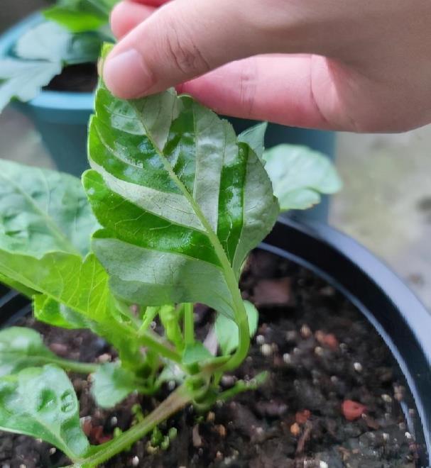 大丽花怎么养殖，大丽花种植方法和时间