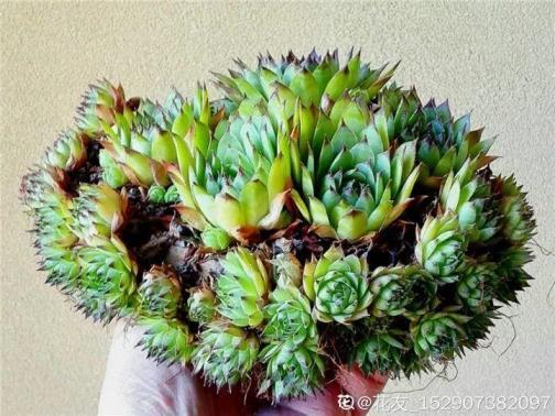 多肉植物包括哪些品种，多肉植物品种大全图解