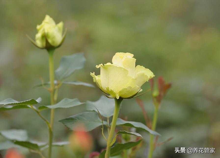 月季花用水扦插会生根吗，了解月季的繁殖步骤