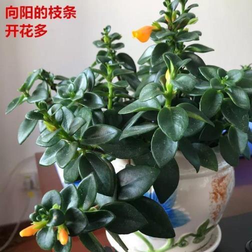 金鱼吊兰怎么剪枝种植图解，种植吊兰的注意事项