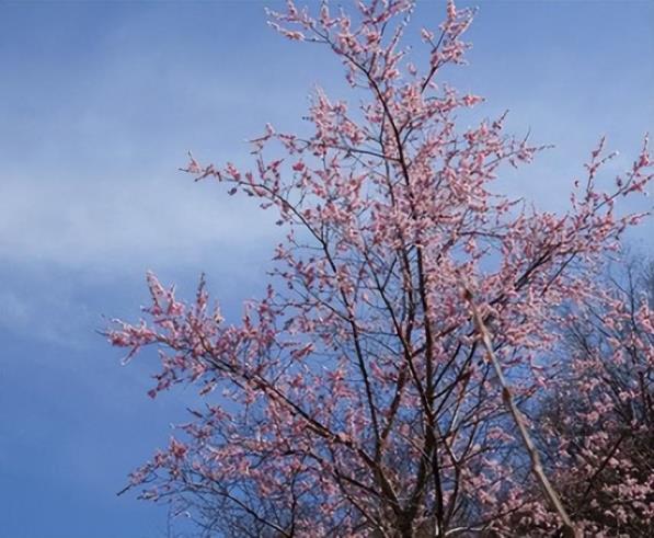 山杏树种植技术要点，描述杏树种子种植的方法和技巧