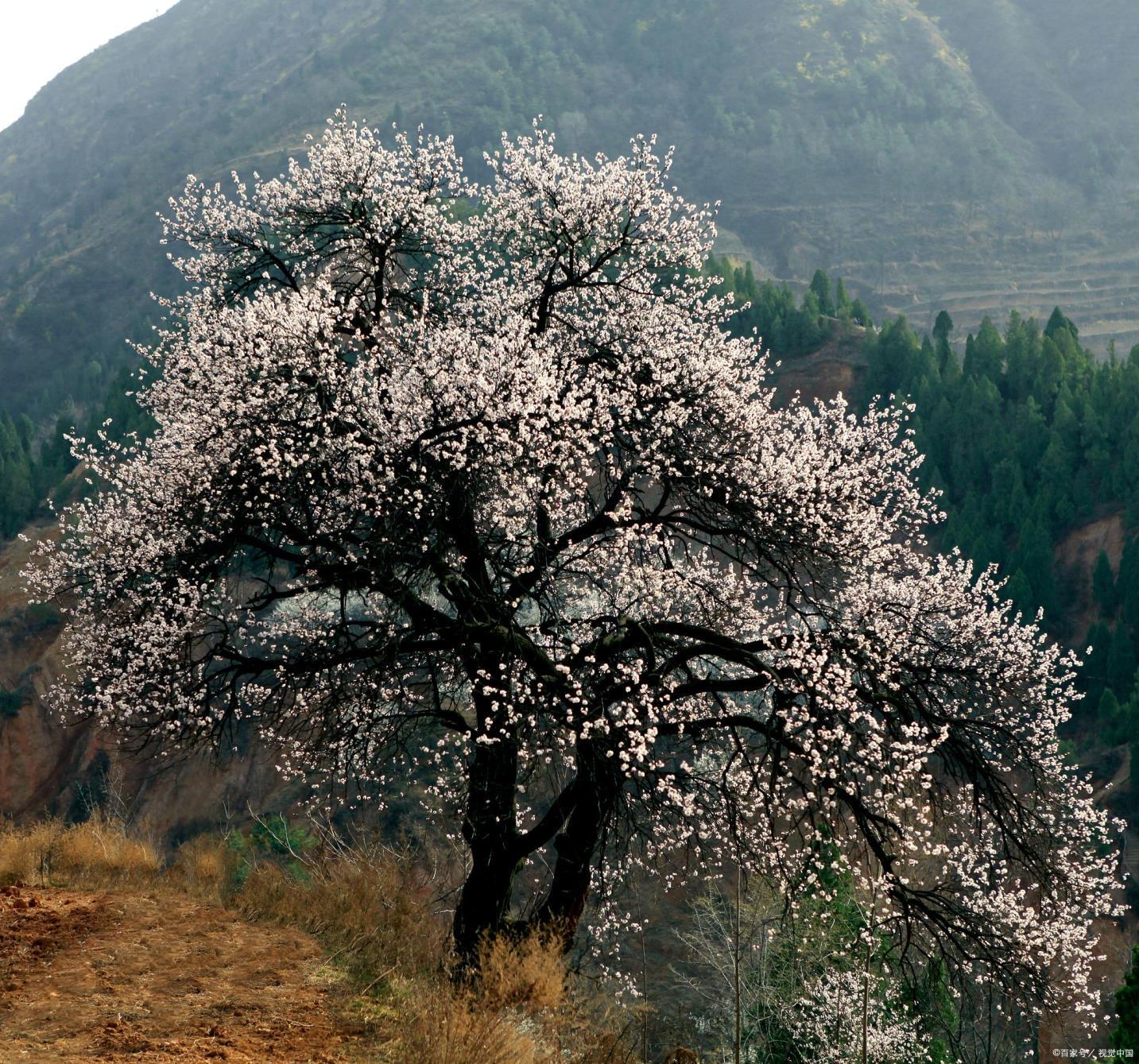 山杏树种植技术要点，描述杏树种子种植的方法和技巧