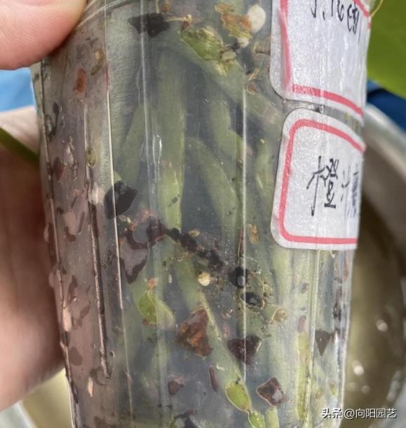 蝴蝶兰用什么肥料最好，描述蝴蝶兰施肥的正确方法