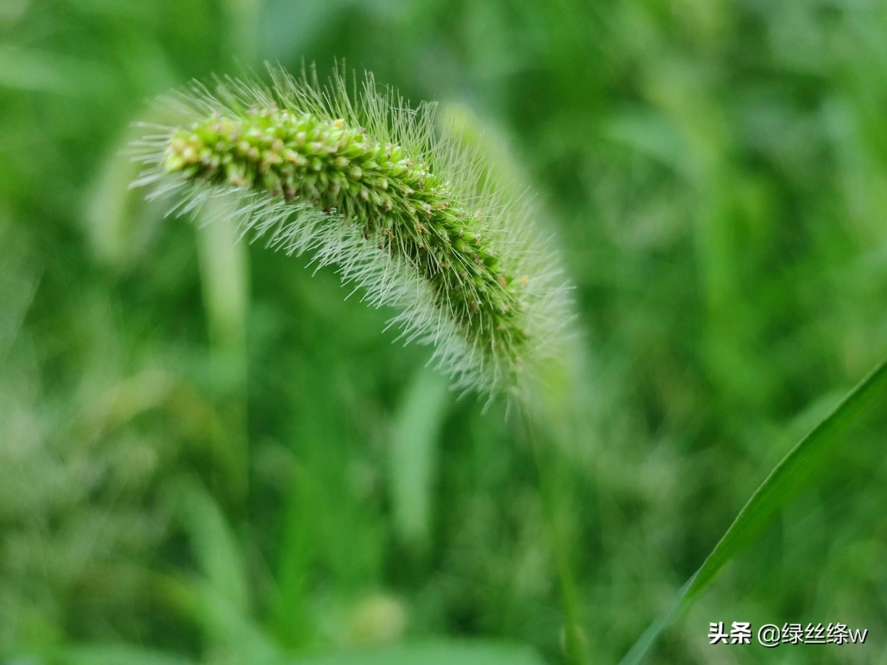 狗尾巴草的花语是什么，狗尾巴草的寓意和象征