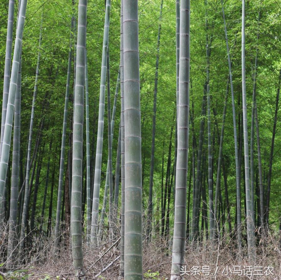 毛竹适合在什么地方种植，了解毛竹生长环境特点