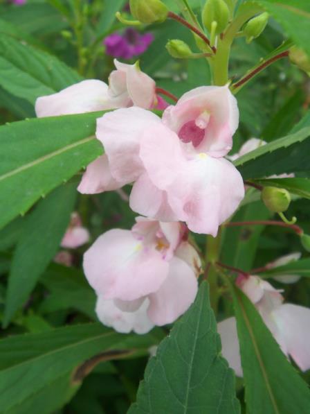 凤仙花好种吗怎么种，凤仙花的种植及养护方法