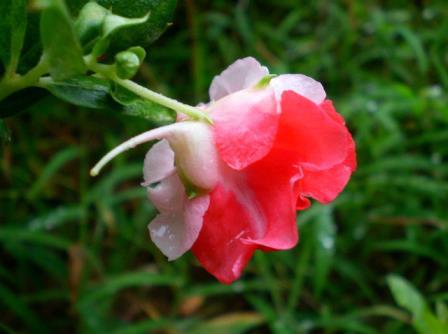 凤仙花好种吗怎么种，凤仙花的种植及养护方法