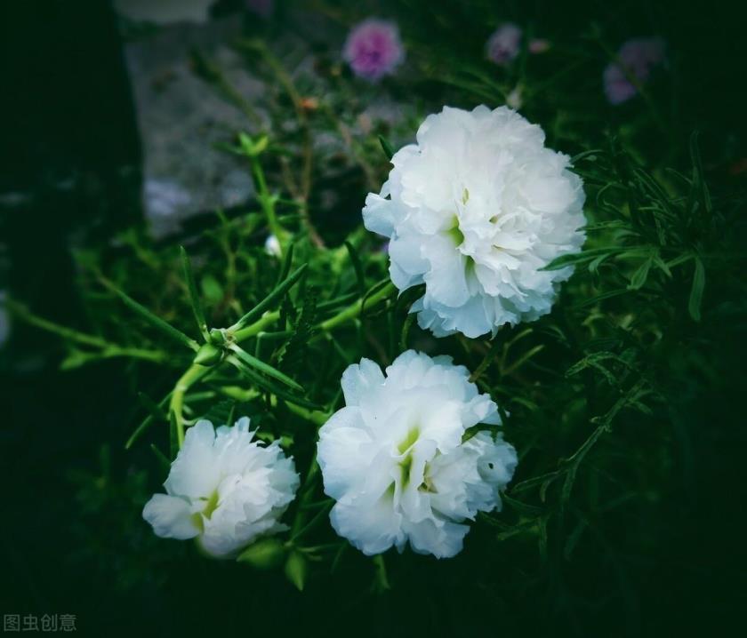 重瓣太阳花为什么没有种子，关于重瓣太阳花的种植方法