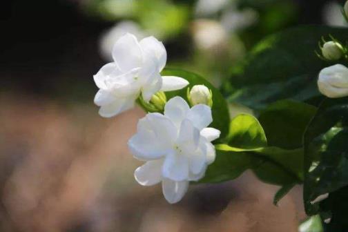 茉莉花养殖方法是什么，养茉莉花的注意事项