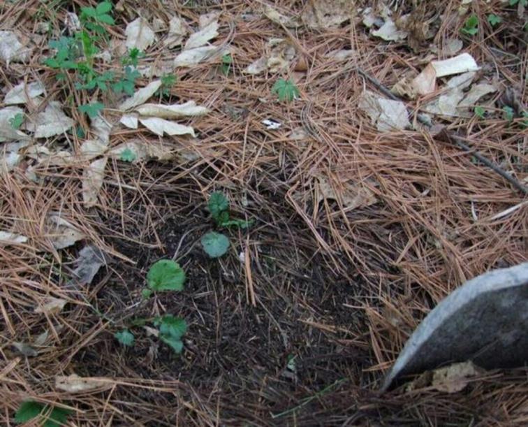 种植花草用什么土壤最好，教你常用的五种土配方