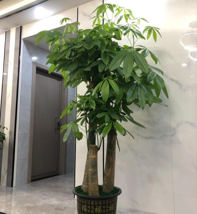 常绿盆栽植物有哪些，室内大型绿植推荐