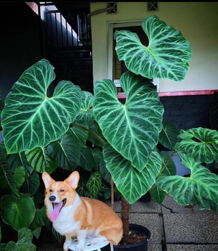 常绿盆栽植物有哪些，室内大型绿植推荐