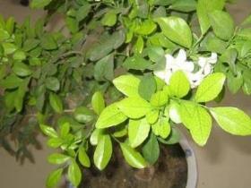 九里香花几月份开花，关于九里香开花时间