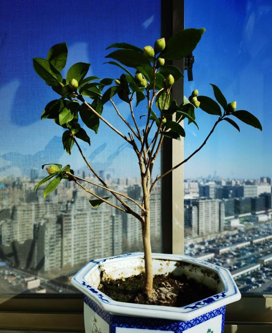 茶花可以在室内养吗，养护茶花的注意事项