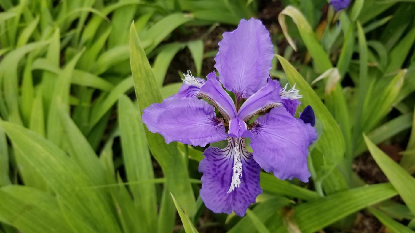 鸢尾花什么季节开放，有关鸢尾花开花时间